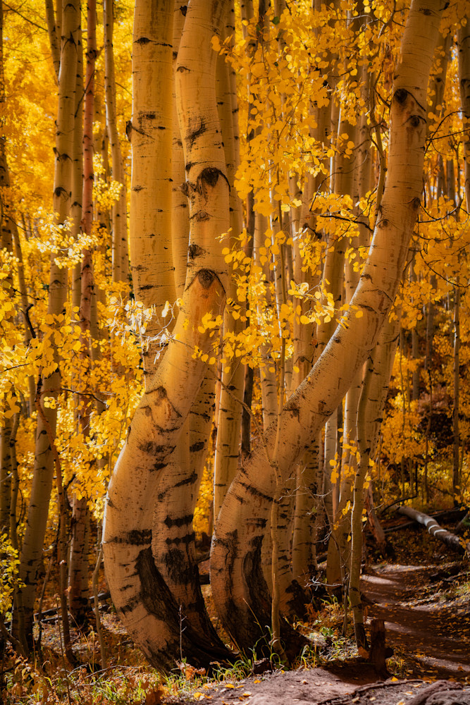 Entwined in Gold – Golden Aspen Tree Print from Colorado Fall Foliage Entwined in Gold – Golden Aspen Tree Print from Colorado Fall Foliage