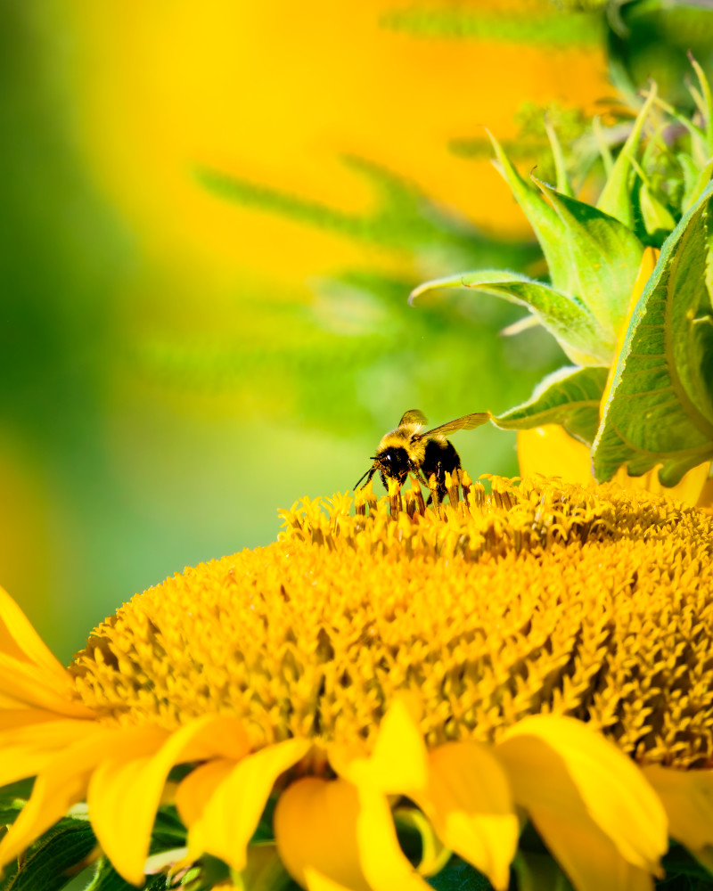 Bee On Yellow - Macro Photography of a Pollinator