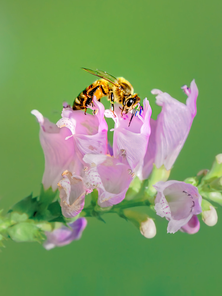 Bee On Pink - Macro Photography of Pollination