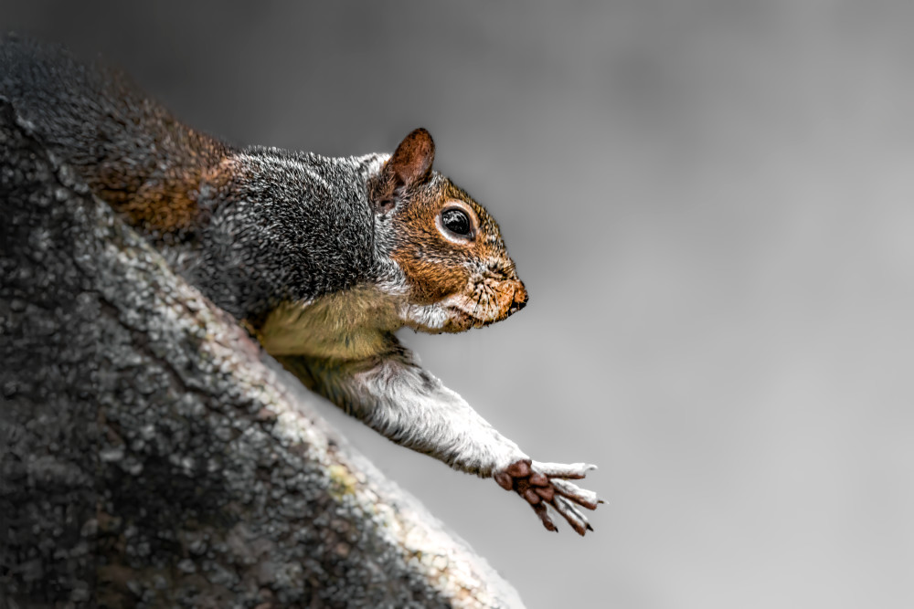 I Just Dropped My Acorn - Close-Up Squirrel Photography