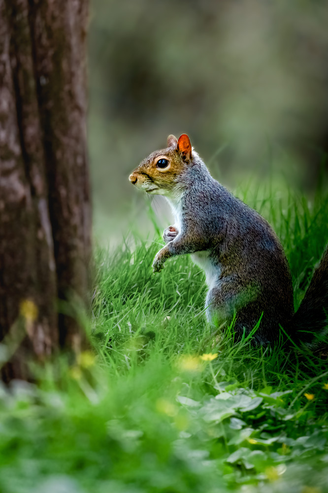 Prince of the Forest - Wildlife Photography of a Squirrel