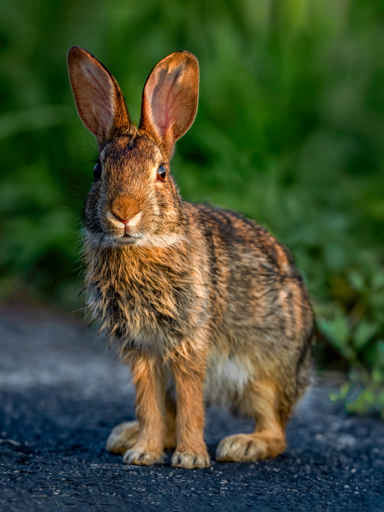 Paws Pause - Curious Rabbit Photography at Dixon Meadow