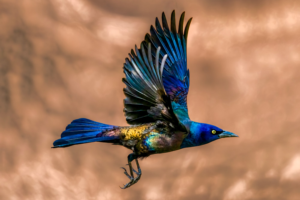 Ebony In Motion - Vibrant Bird Photography