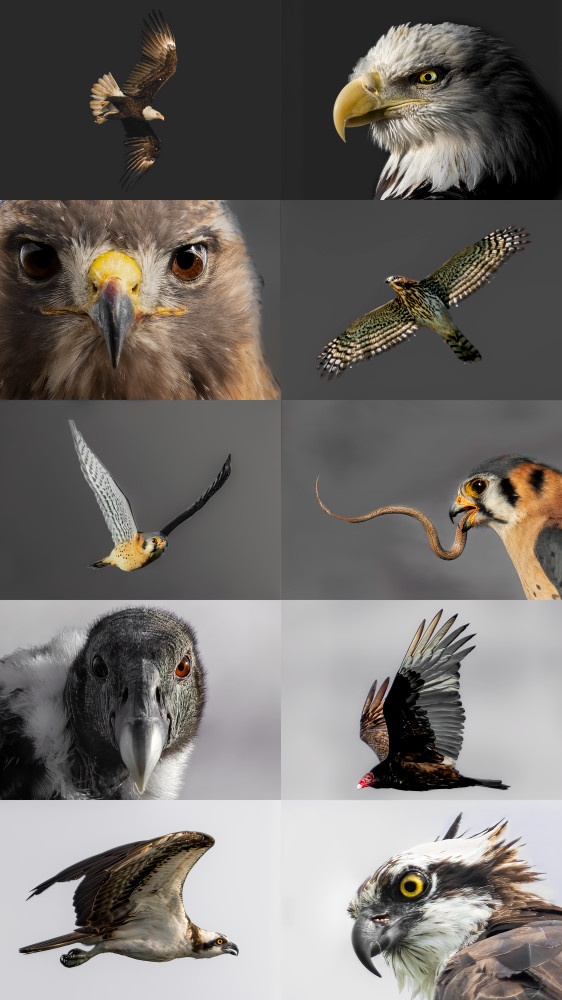 Birds of Prey | Majestic Flight Series - Wildlife Photography