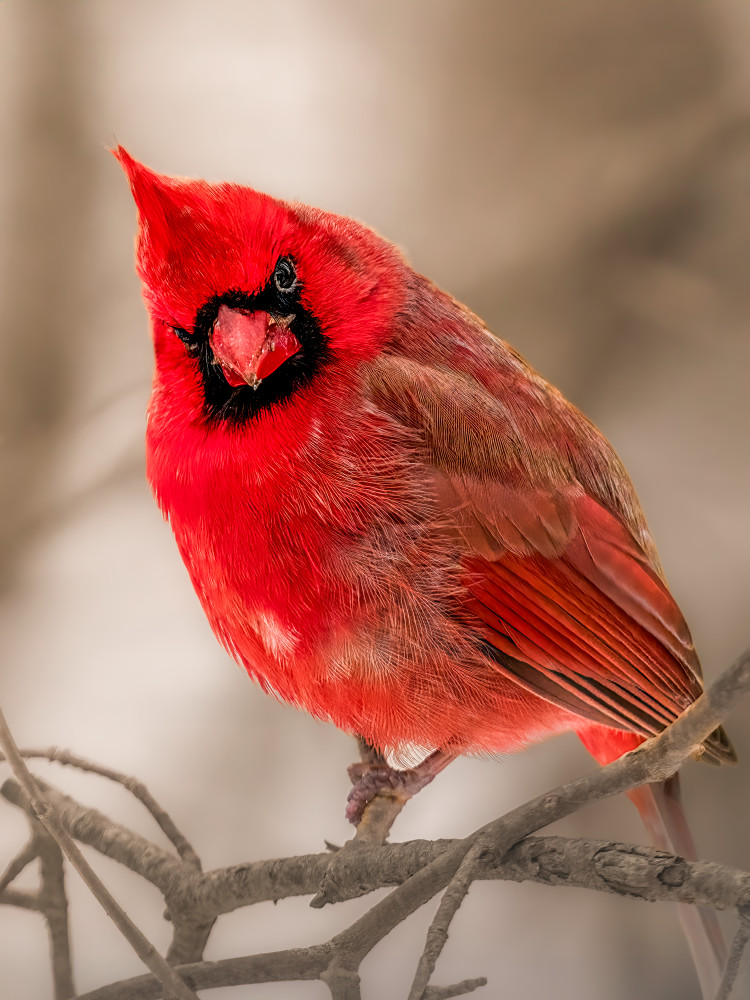Cardinal's Portrait - Vibrant Wildlife Photography - Winter Red