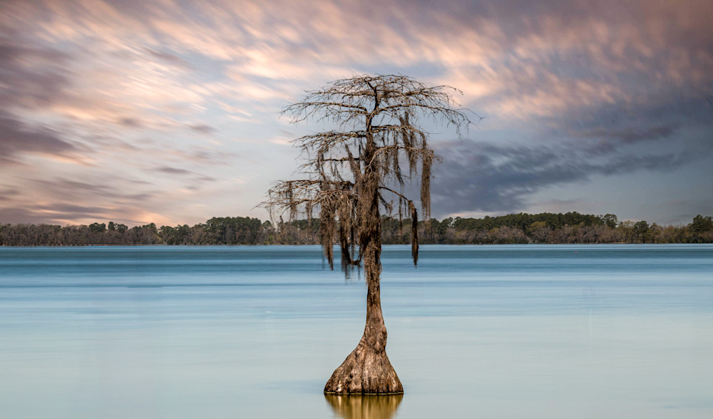 Stillness and Time at White Lake – Bald Cypress Long Exposure Photography Print