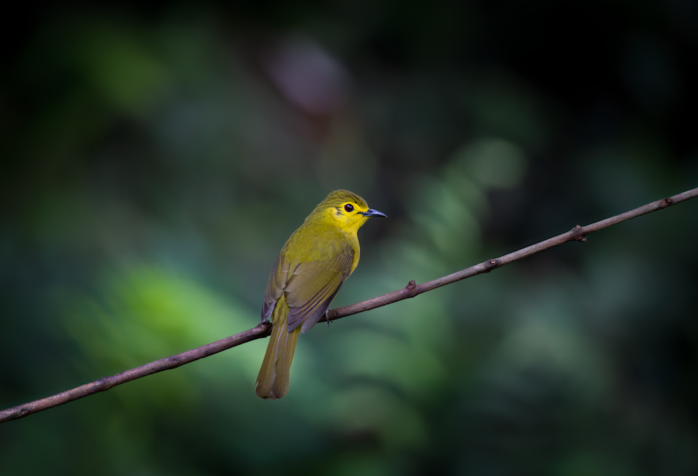 Yellow Browed Bulbul In A Moment Of Stillness. Photography Art | Husein Latif