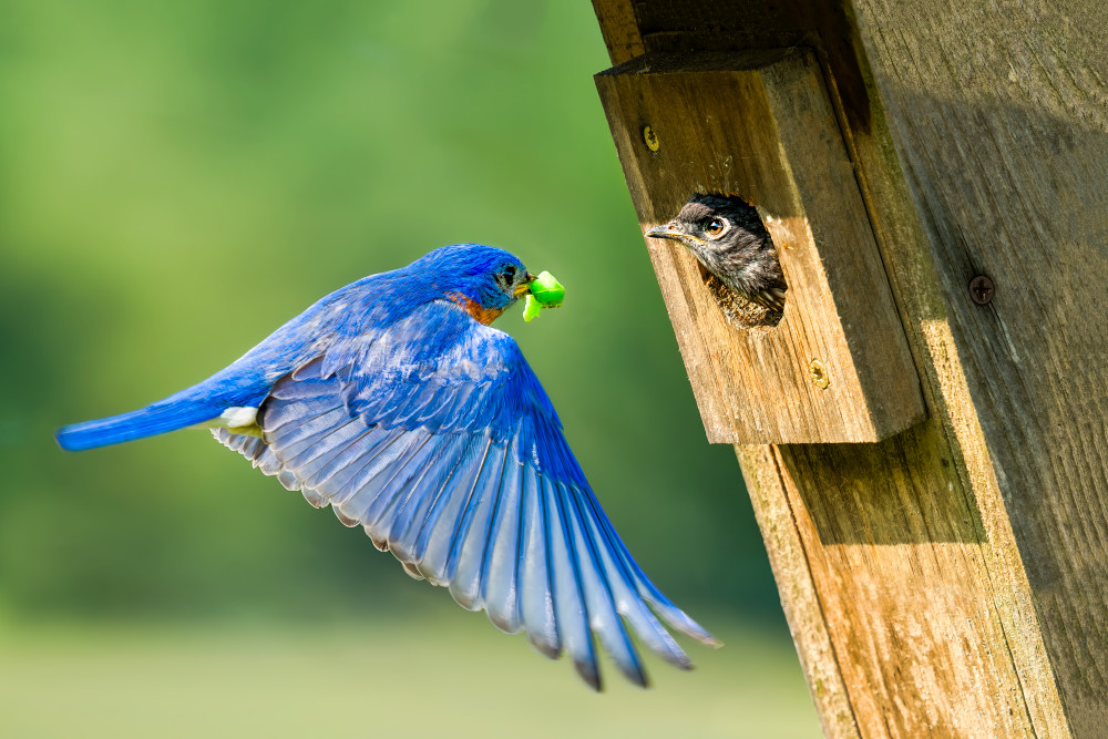 Nature's Delivery - Vibrant Wildlife Photography | Eastern Bluebird
