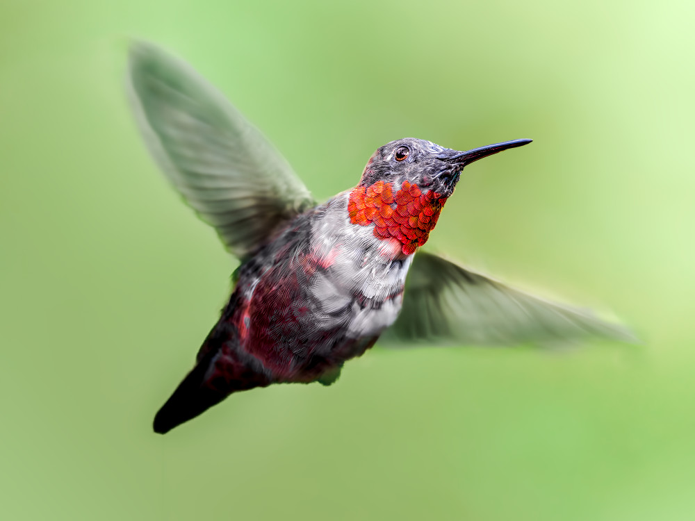 Whirlwind of Color: Vibrant Hummingbird Photography