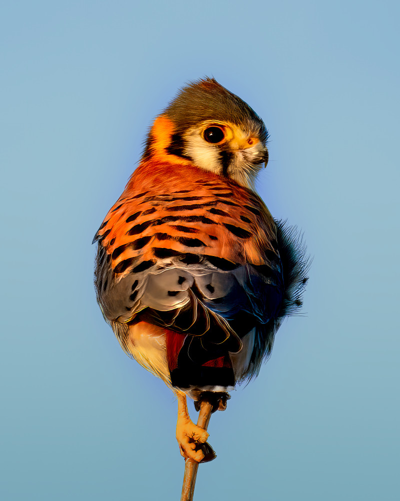 Majestic American Kestrel Portrait - Wildlife Photography