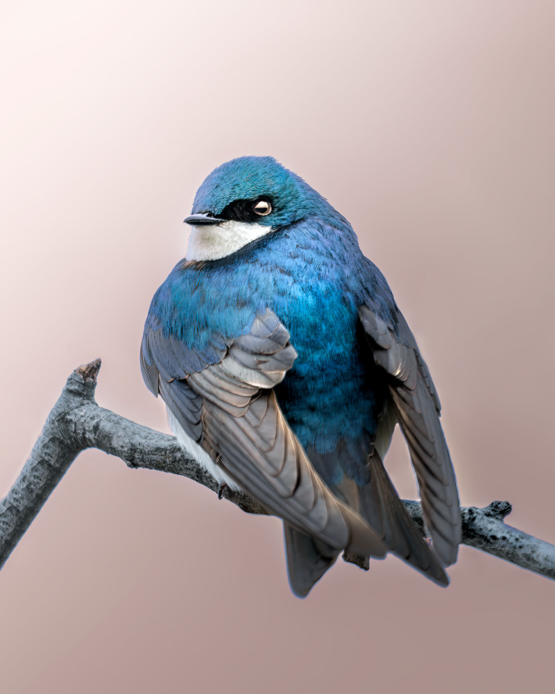 Wings Of Sapphire - Vibrant Tree Swallow Photography