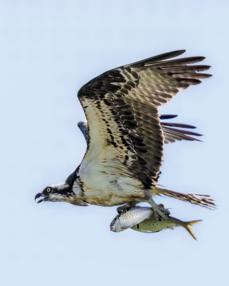 Flight of Precision - Wildlife Photography of a Raptor | Osprey | Fish