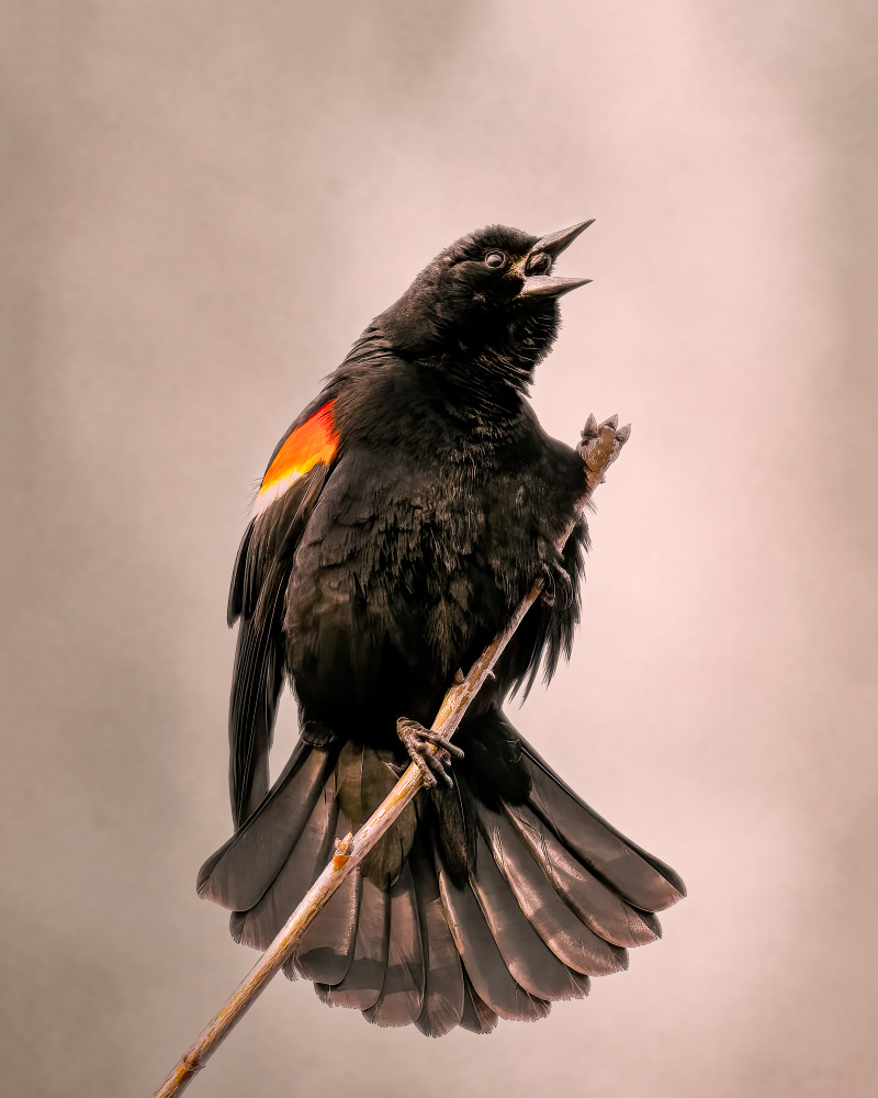 The Vocal Performer - Vibrant Bird Photography