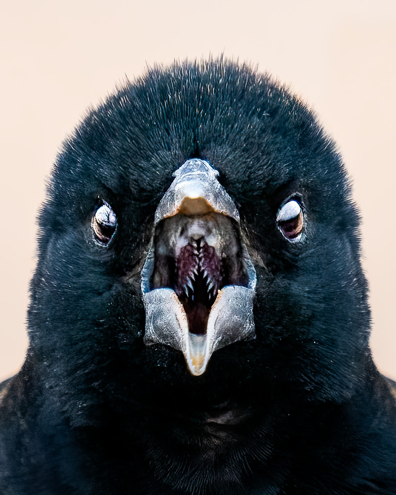 The Call of the Wild - Close-Up Bird Photography