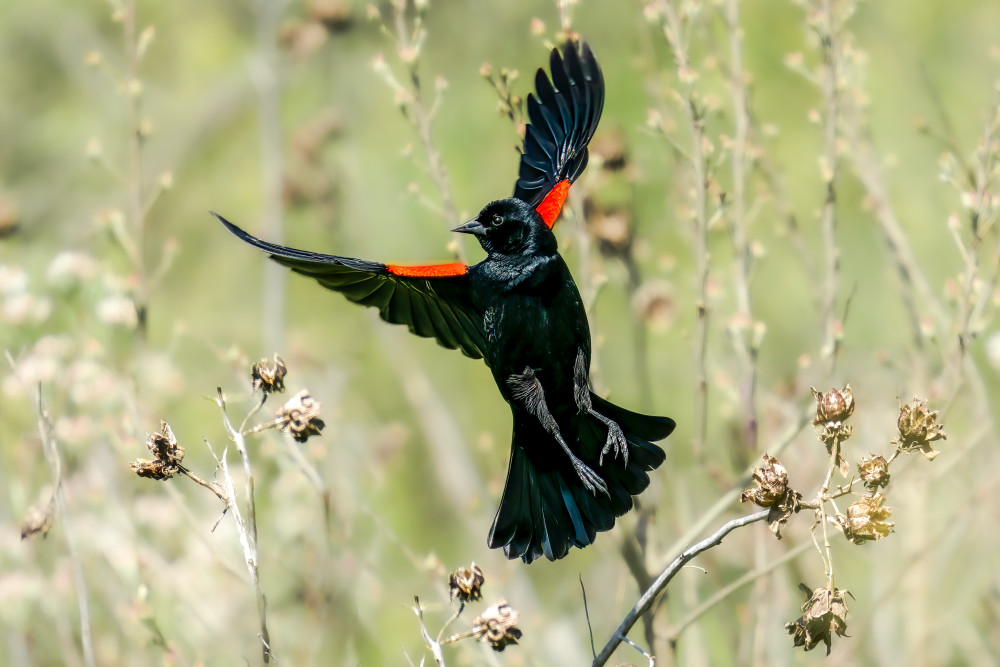 Vibrant Bird in Flight - Wildlife Photography Artwork | Red-Winged Blackbird