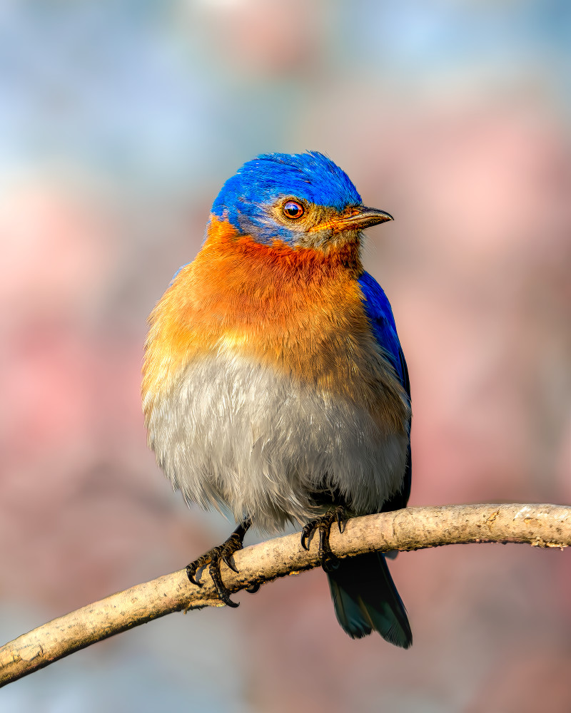 Vibrant Perch - Colorful Bird Photography Artwork