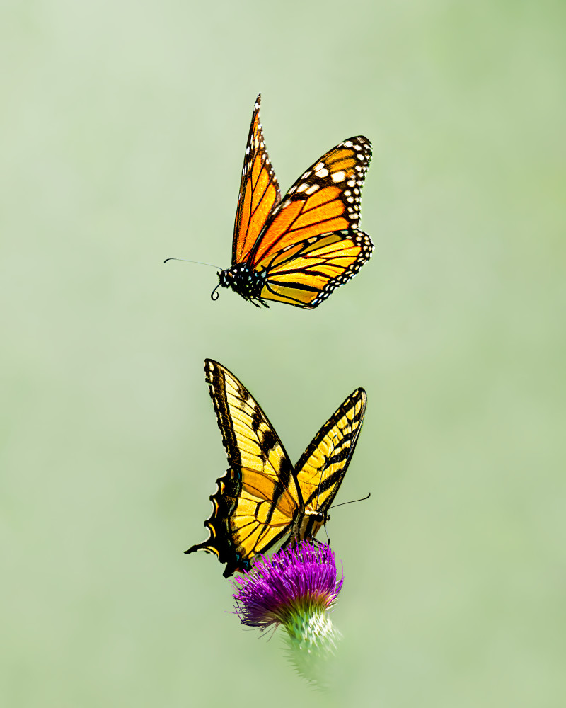 Fluttering Harmony - Vibrant Butterfly Artwork