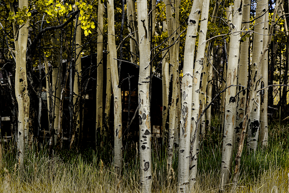 Vindicator Aspens - Colorado Landscape Photography
