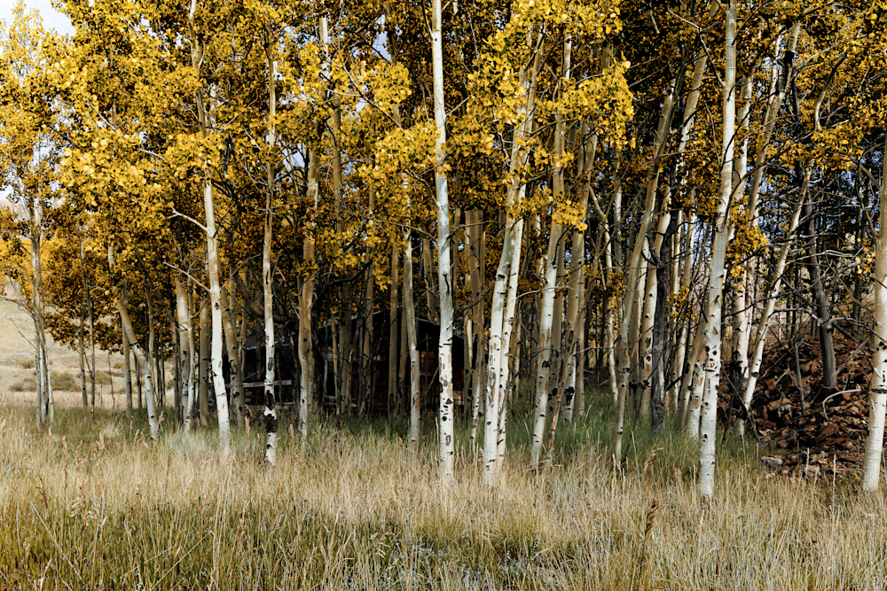 Vindicator Aspens - Colorado Landscape Photography