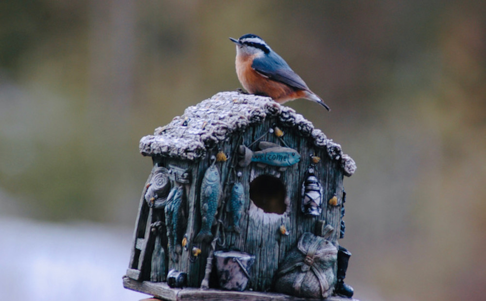 Birdhouse Photography Art | Floegel Artworks