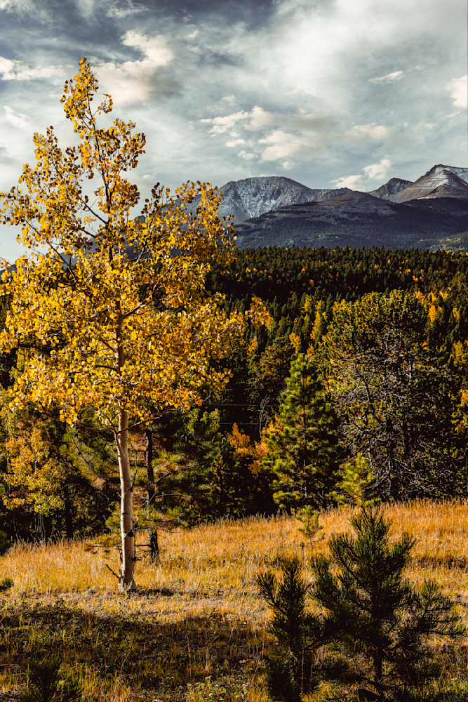 Golden Embrace of Autumn - Colorado Landscape Photography