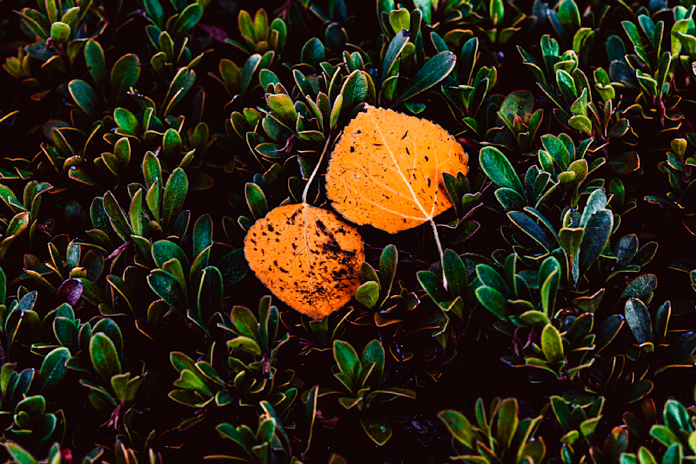 Autumn's Embrace - Vibrant Nature Photography