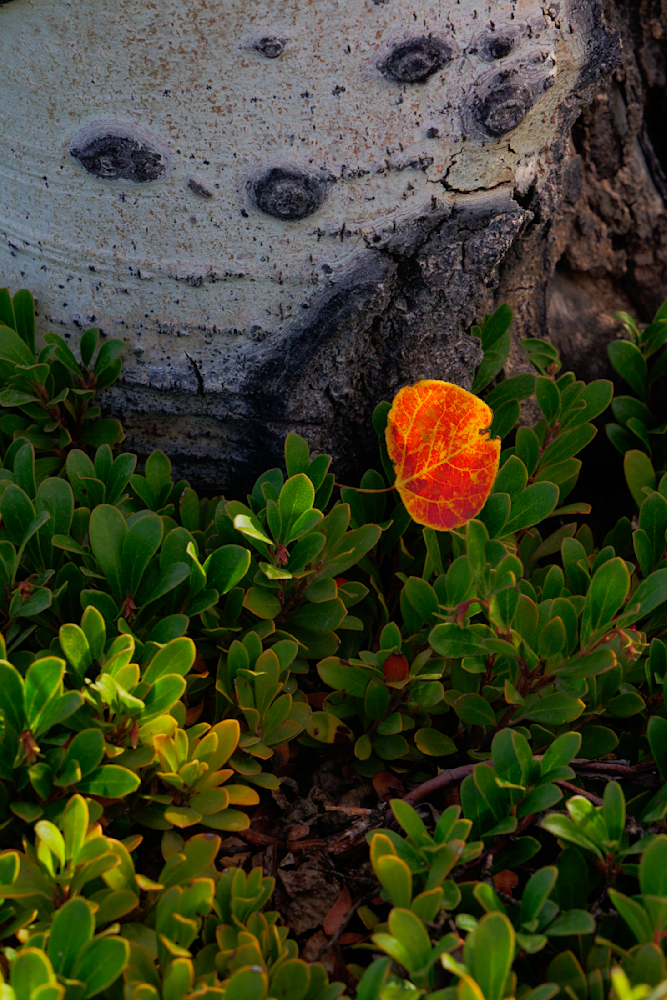 Autumn's Embrace - Vibrant Nature Photography