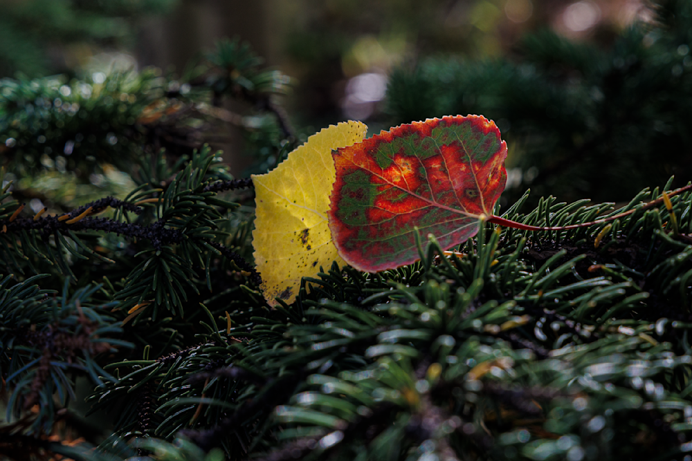 Autumn's Embrace - Vibrant Nature Photography