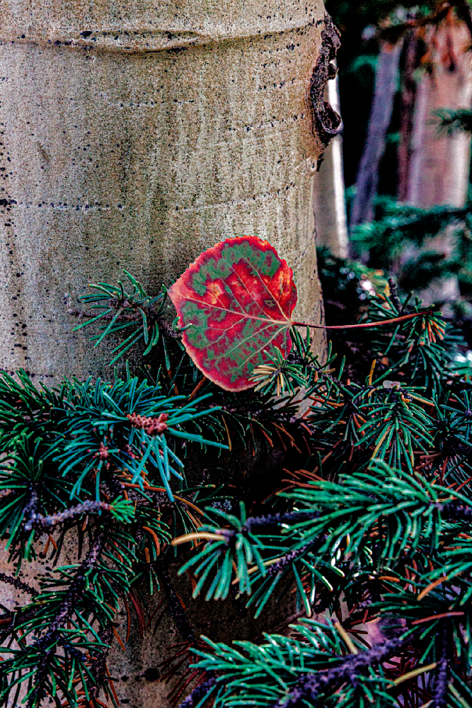 Autumn's Embrace - Vibrant Nature Photography