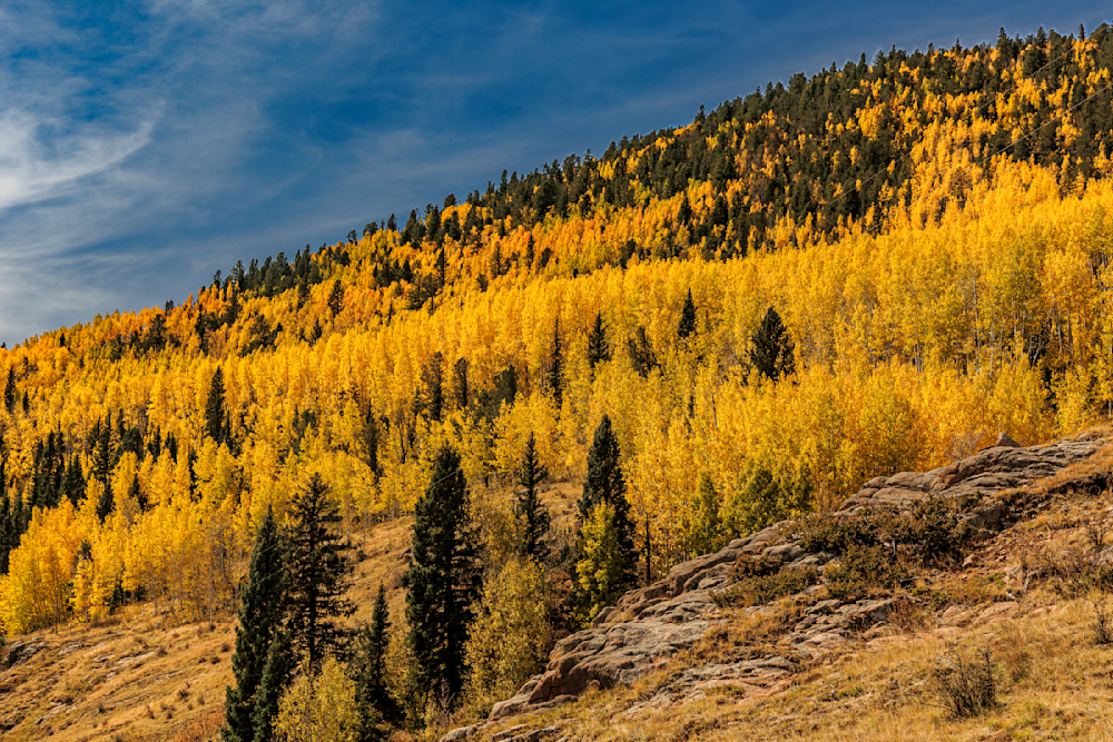 Golden Autumn Embrace - Vibrant Colorado Landscape Photography