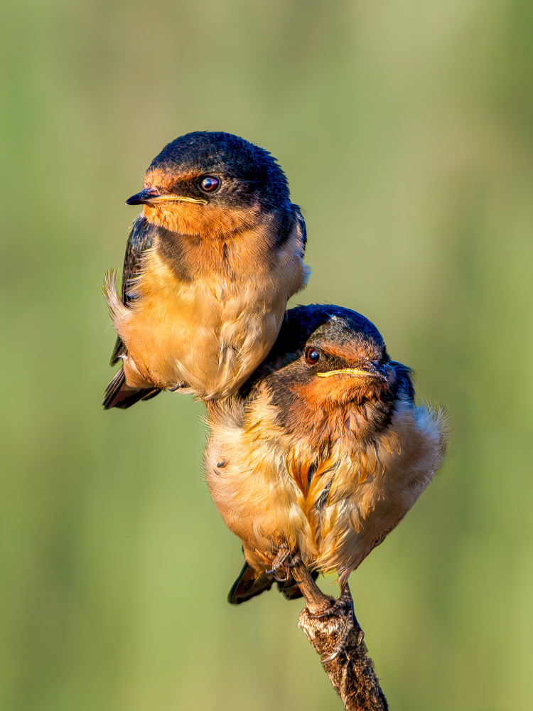 Twins - Captivating Wildlife Photography | Barn Swallow Photography
