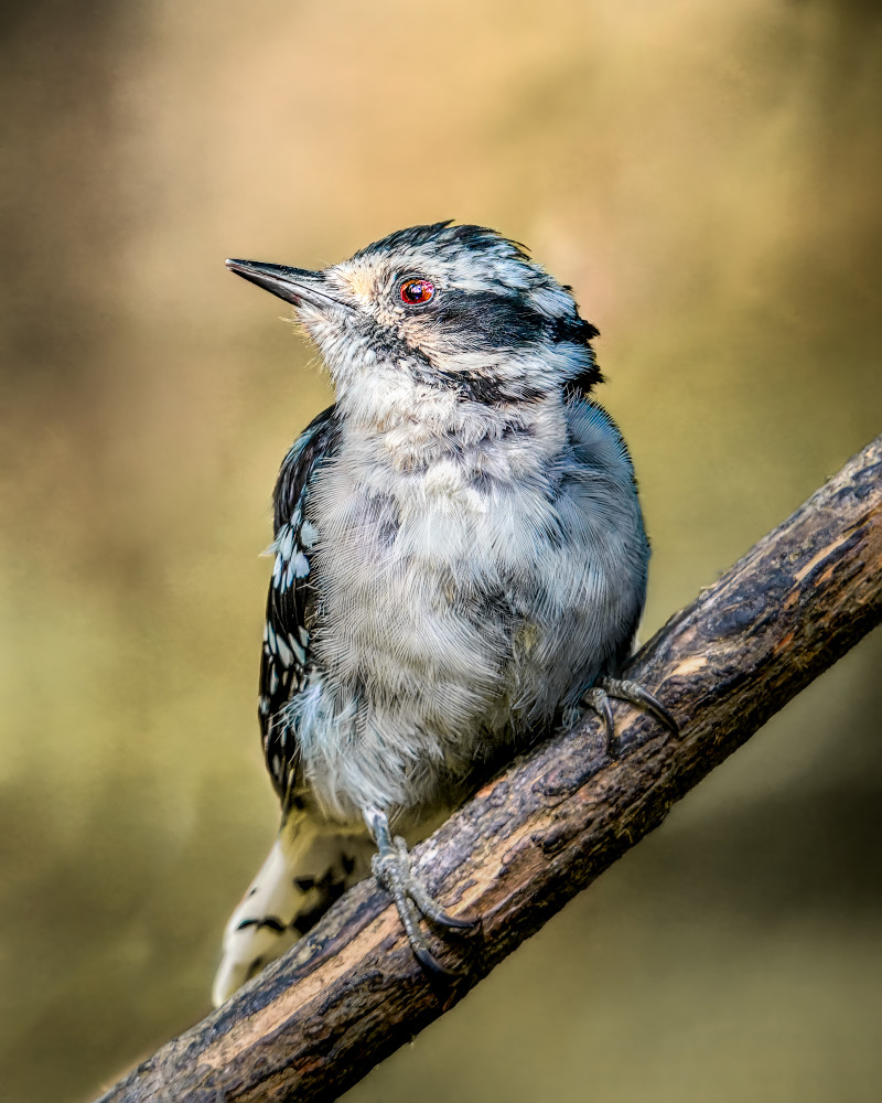 Woodpecker Photography Art | Spielman Photography