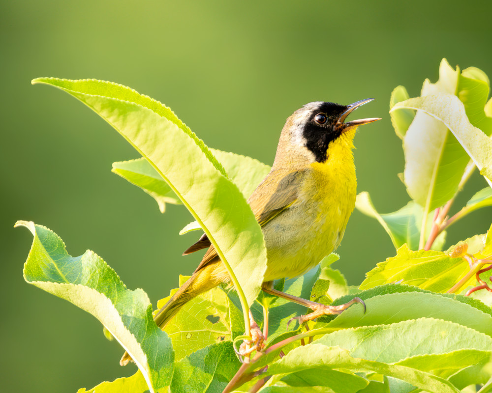 Common Yellowthroat Photography Art | Spielman Photography