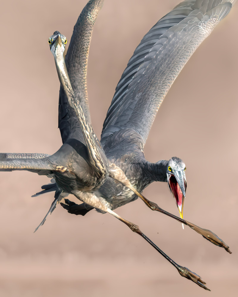 Prehistoric Duel - Dynamic Bird Flight Photography | Great Blue Heron Photography