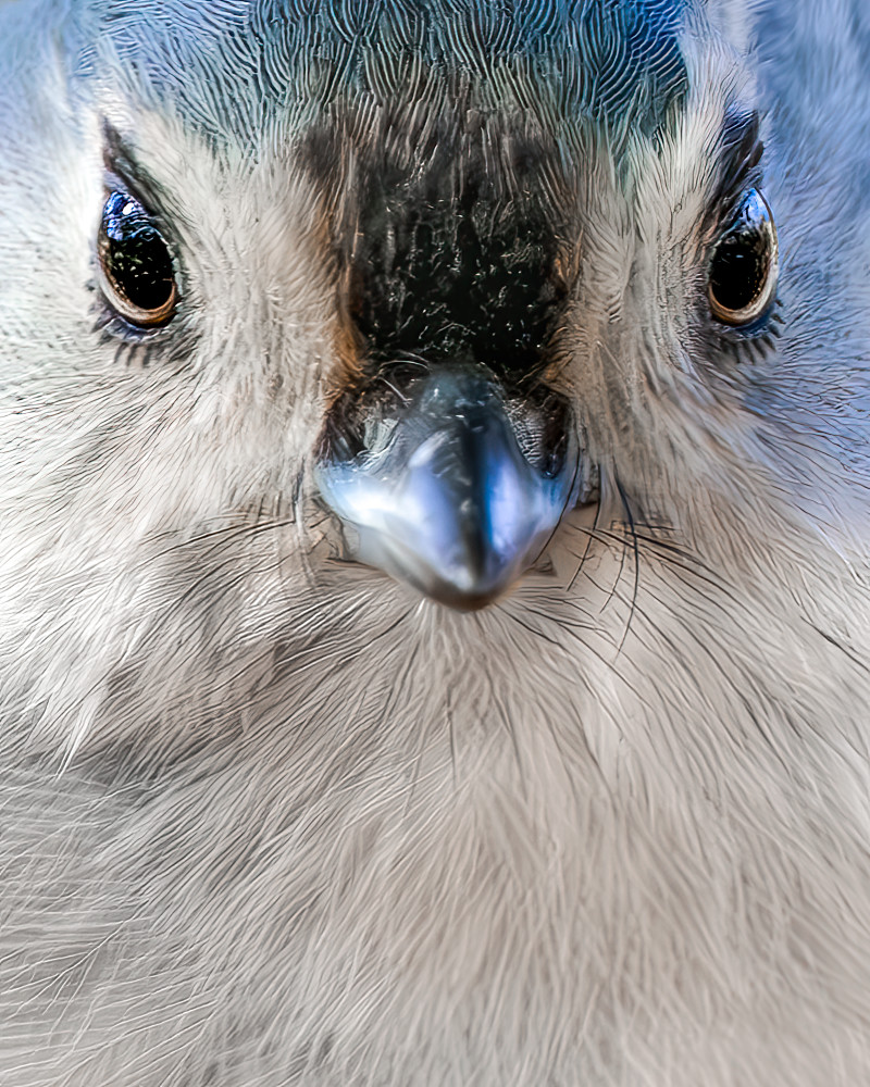 Feathered Gaze - Close-Up Bird Photography | Tufted titmouse Photography