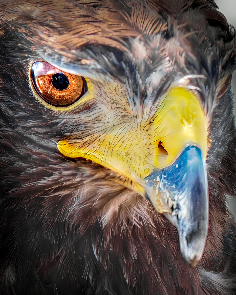 Hawk Closeup Photography Art | Spielman Photography