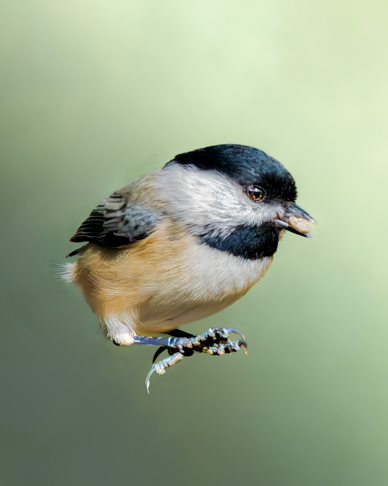 Chickadee Photography Art | Spielman Photography