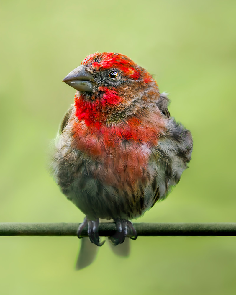Home Finch Portrait 2 Photography Art | Spielman Photography