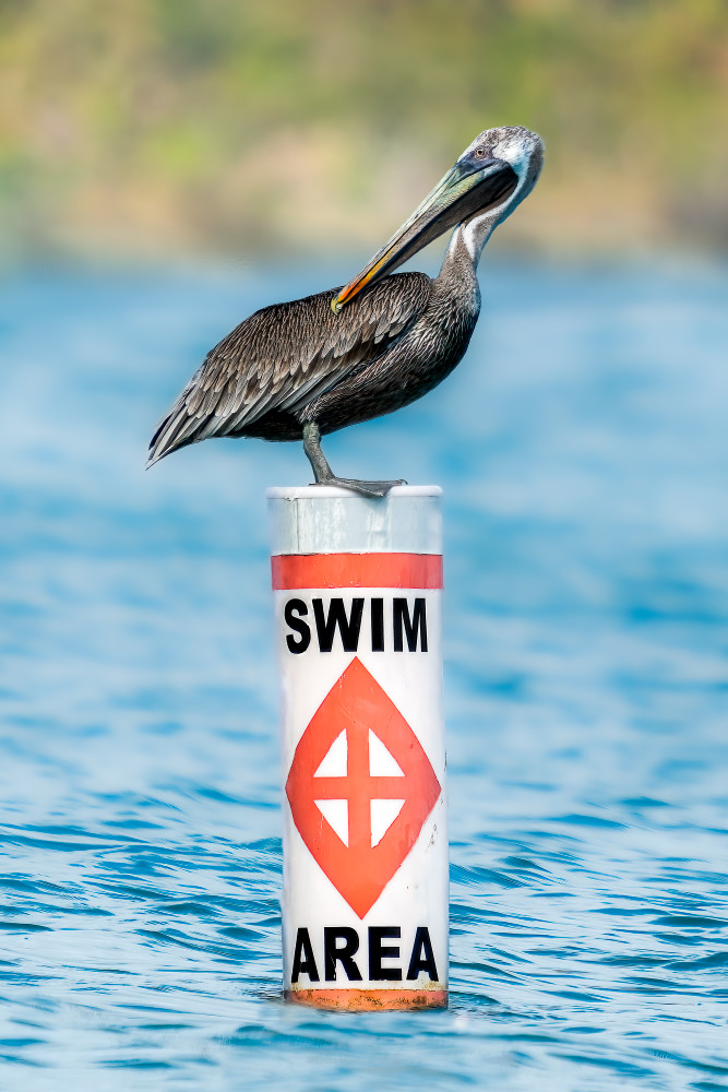 Guardian of the Waters: Pelican on Swim Area Sign Photography