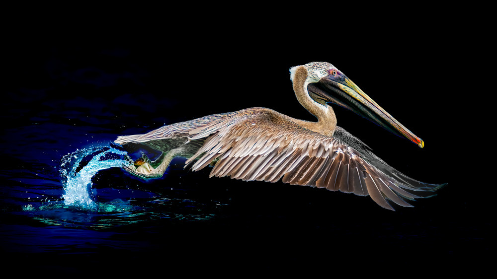 Pelican in Flight - Dynamic Wildlife Photography