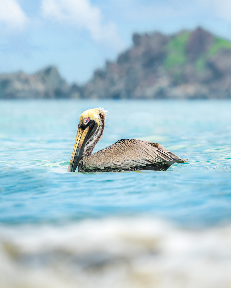 Coastal Serenity - Tranquil Bird Photography | Pelican Photography