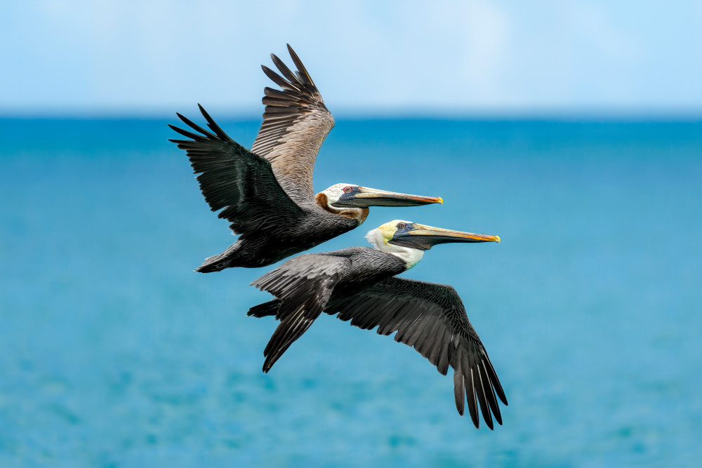 Harmonious Flight: Birds Soaring Over Tranquil Waters | Pelican Photography