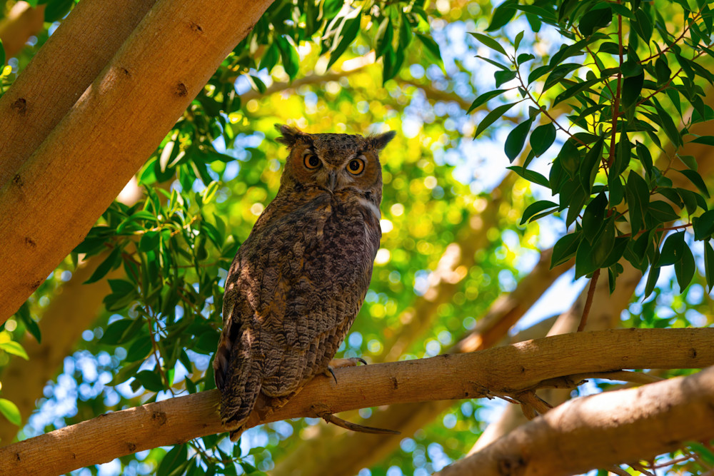 Upscaled with Gigapixel v1.0.2. 8256x5504 => 8256x5504 (1x) Model: Standard V2, denoise: 0.81005859375, sharpen: 0.6541505455970764, decompression: 0.2236328125