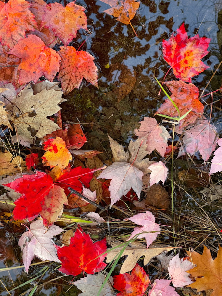 Wet Fall Leaves Photography Art | Floegel Artworks