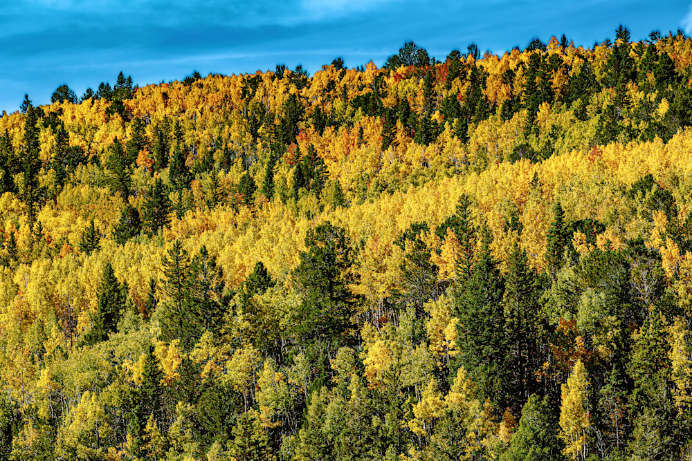 Autumn's Embrace - Vibrant Colorado Forest Photography