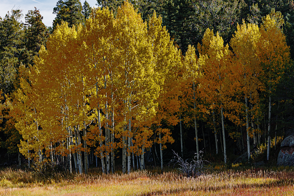 Golden Embrace of Autumn - Vibrant Nature Photography