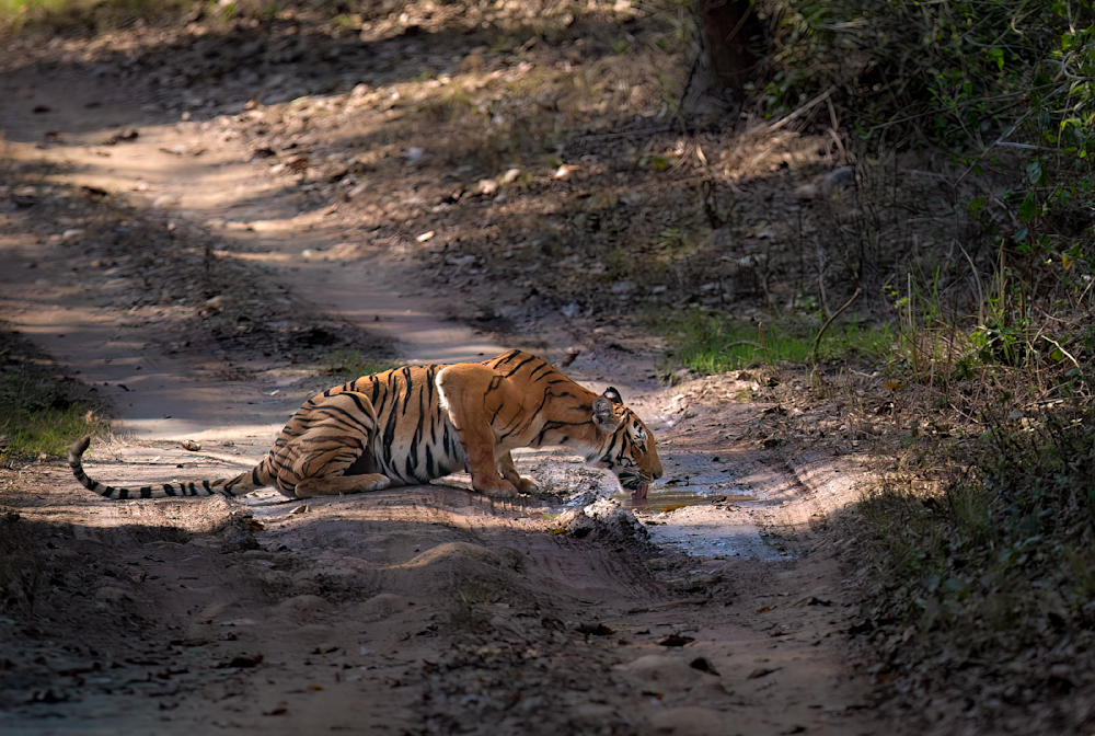 Tiger Moments In Corbett National Park Photography Art | Husein Latif