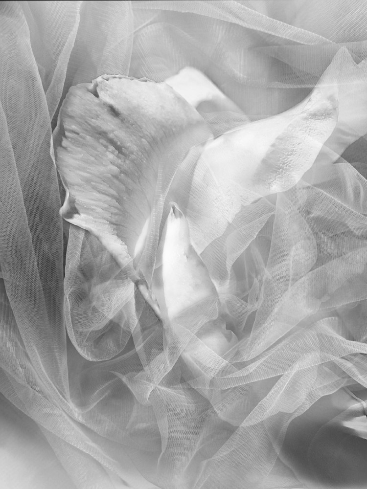 Hidden Rose Fine Art