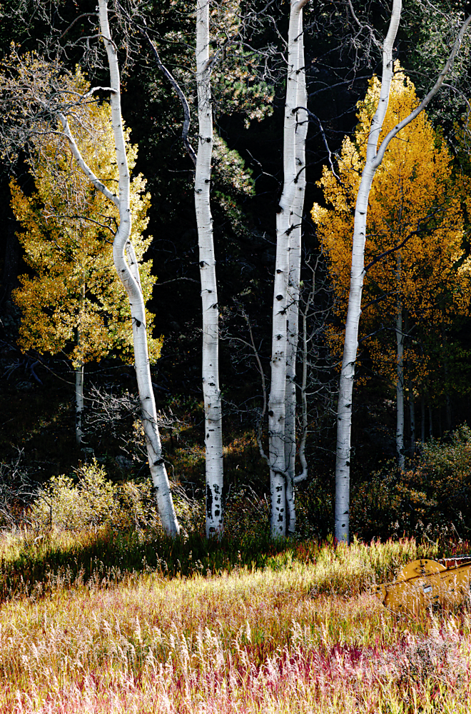 Whispering Autumn - Vibrant Aspen Trees Photography