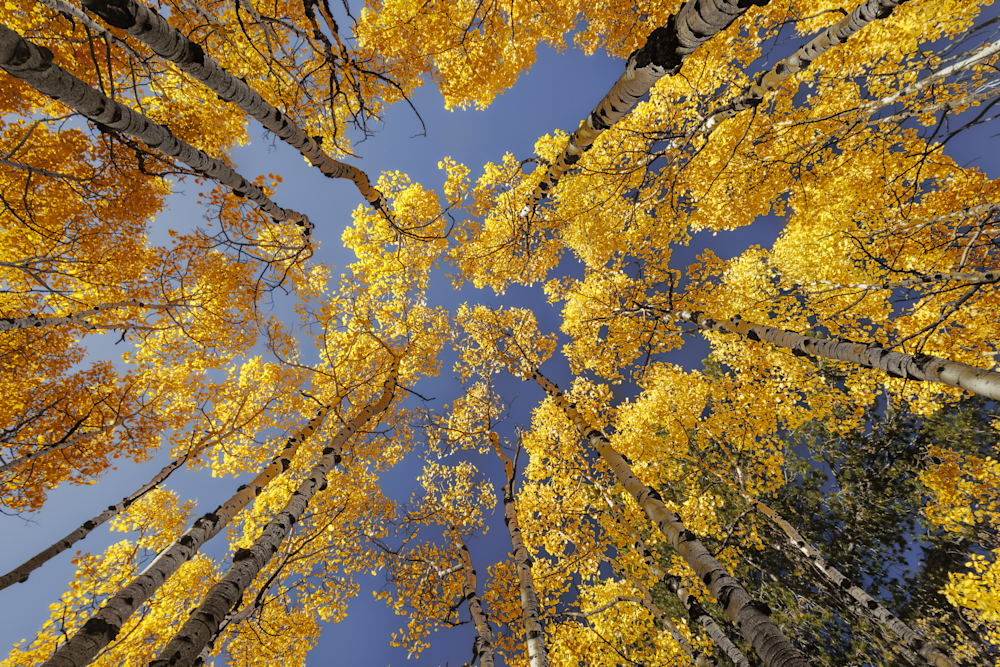 Golden Canopy - Vibrant Autumn Landscape Photography